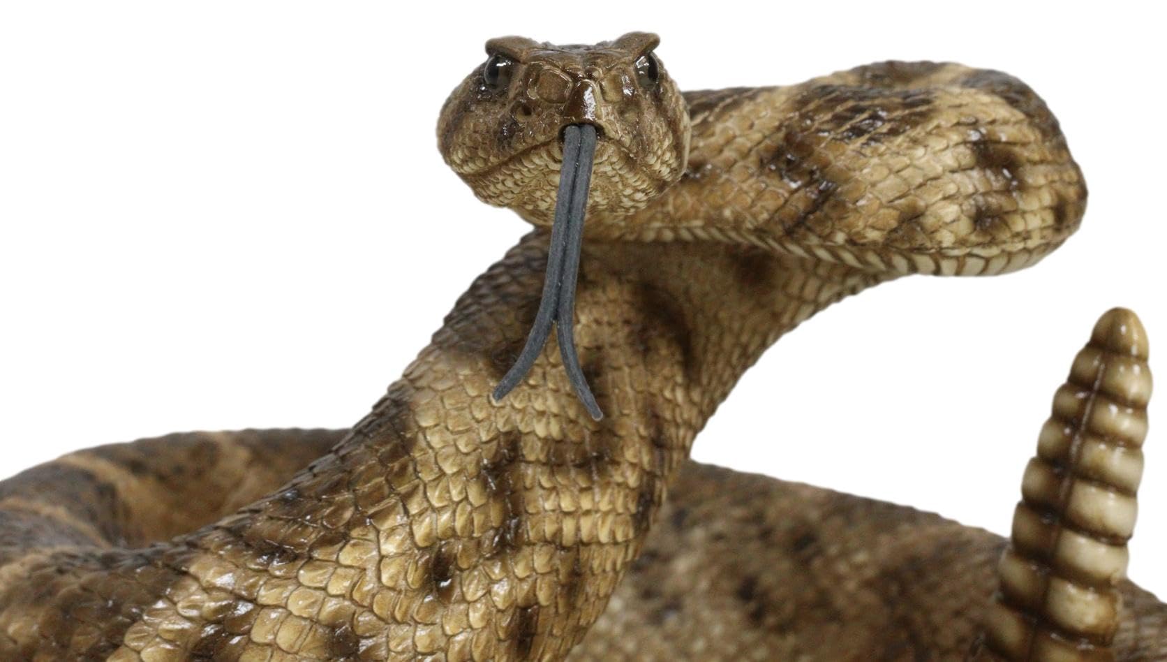 ガラガラヘビの尻尾（大）剥製 ガラガラヘビの尻尾（大）剥製 - メルカリ