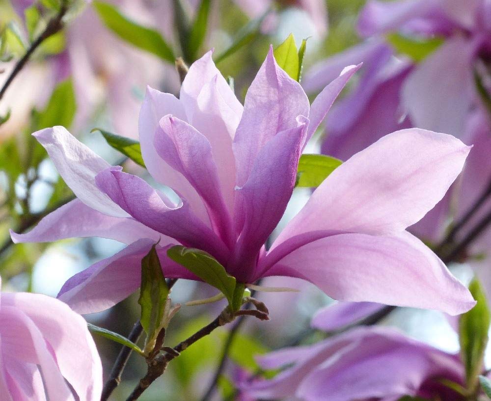 Direct Plants Magnolia Betty Tree Purple Pink Flowers 4-5ft Large