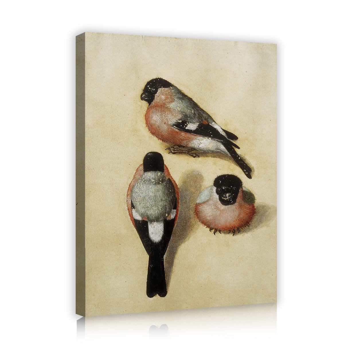 TOANGWALL Vintage Birds Canvas Wall Art Bedroom Albrecht Durer Bullfinch Painting Fine Art Replica Artwork Framed Prints for Hallway Decor 65x80cm