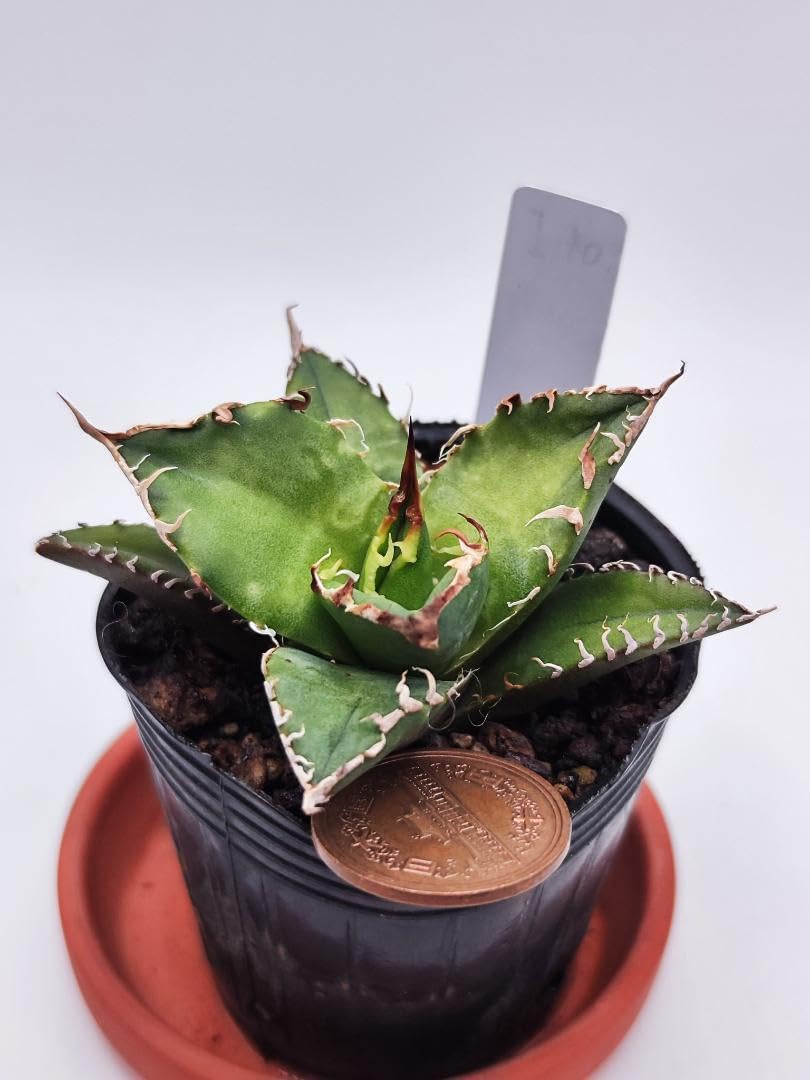 CS54 Caesar Kai Scatter (Agave Titanota) : Amazon.ca