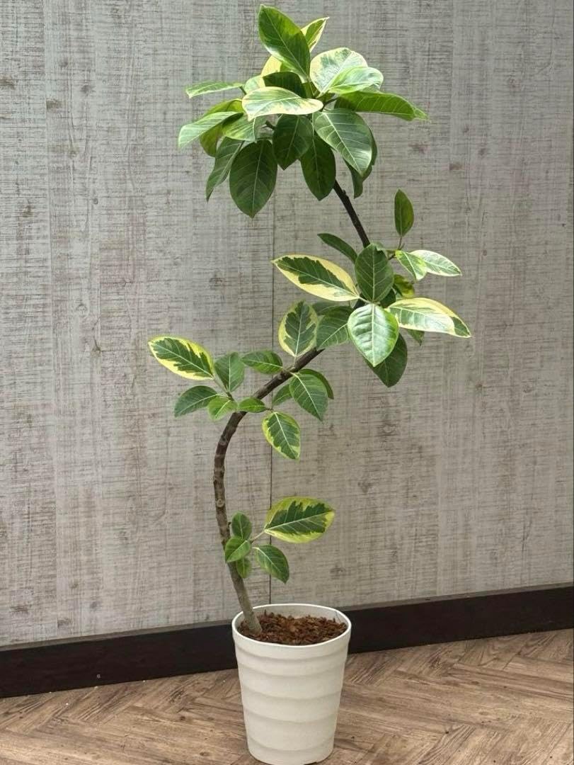 ☆ フィカスアルテシマ♪ 143cm♪ リビングサイズ 曲がり仕立て♪