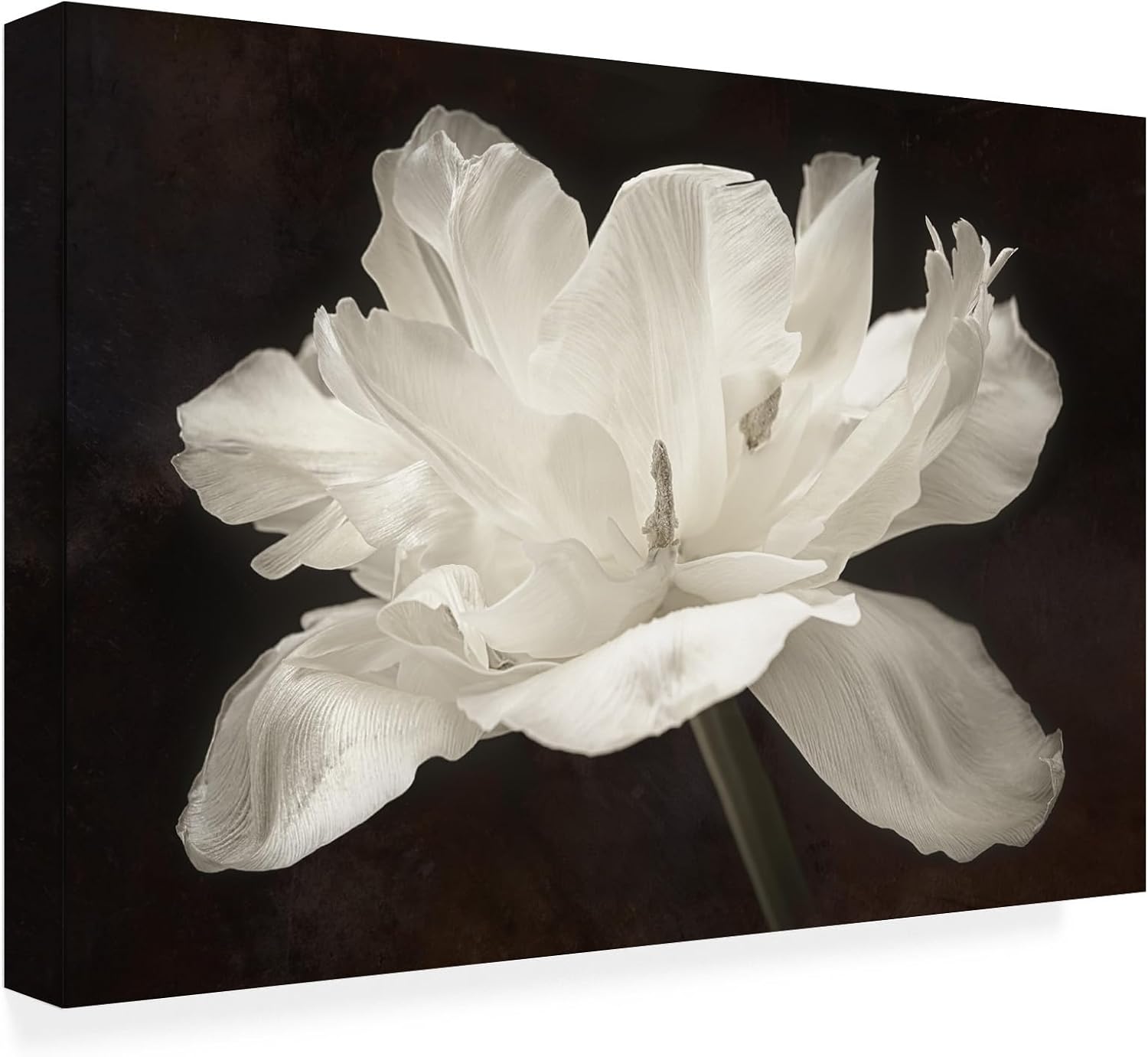 Wrapped Canvas Wall Art - Cora Niele 'White Tulip I' Wall Art for Living Room, Bedroom, or Office Décor - 16x24