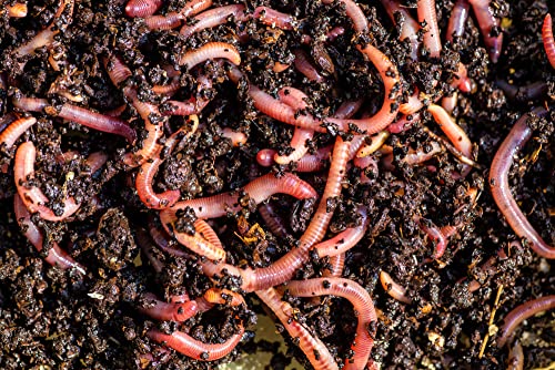 Image of BUY250 Red Composting Worm, Red Wigglers, Composting Earthworms - - Eisenia fetida - 990 gm