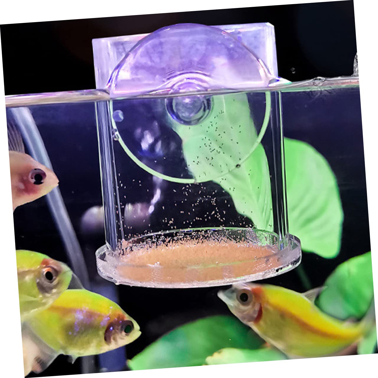 Kisangel 5stücke Futterring Für Aquarien Acryl-fütterungsring Mit Saugnapf Für Garnelen Und Kleine Tropische Fische Sorgt Für Sauberes Füttern Und Fördert Gesundes Wachstum