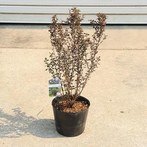 庭木・植木：アメリカコデマリ（リトルジョーカー）*アメリカテマリシモツケ ポット - 遊恵盆栽 - 商品画像