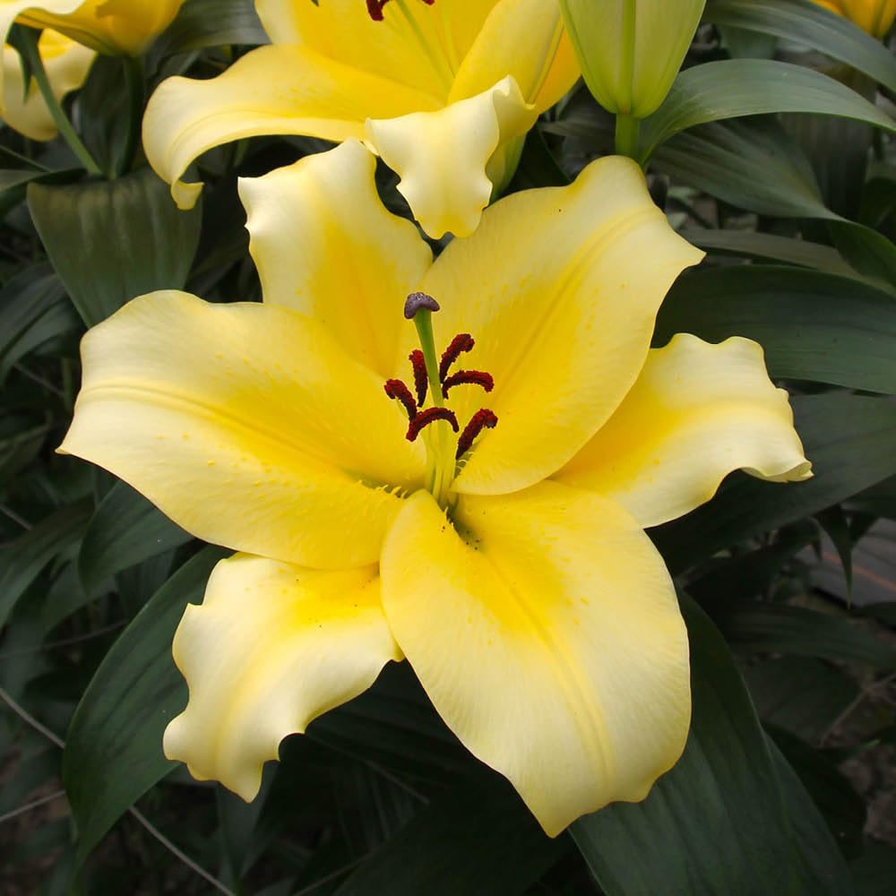 YouGarden Lily 'Dinner Plate Monchique', 5 x Bulbs Size 14/16, Lemon Yellow, Fragrant, Oriental Hardy Perennial