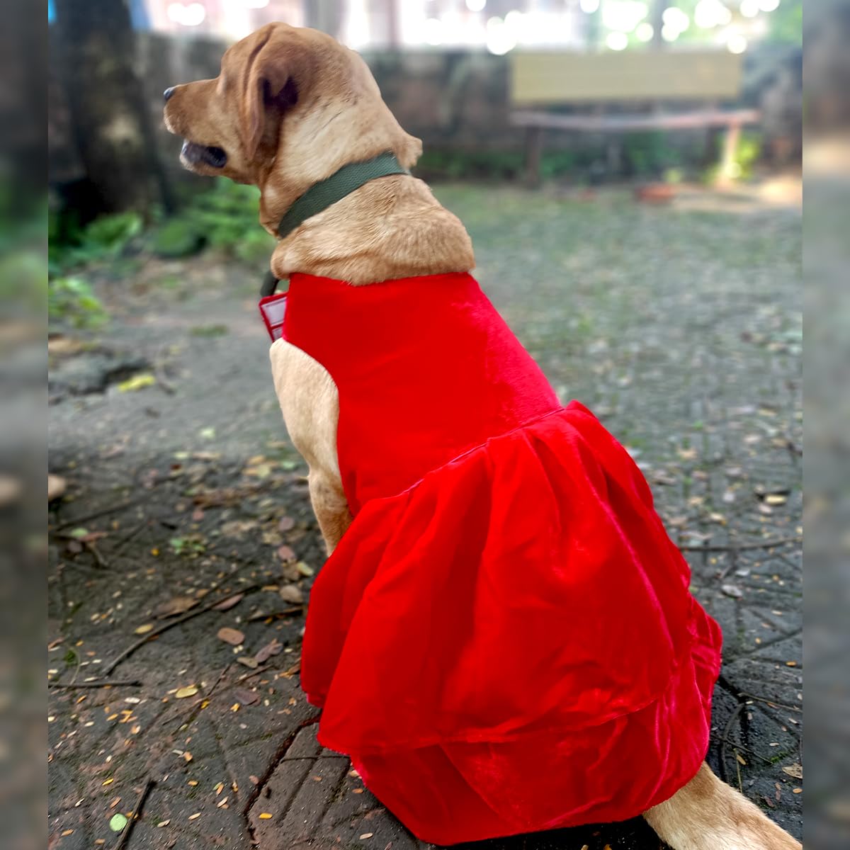 Myartbucket Luxurious Red Velvet Fabric Party Dress Frock for Cats & Dog Puppies. Ideal for Wedding and Parties Red Colour (Large) (B0DBLHP9VL) Amazon Price History, Amazon Price Tracker