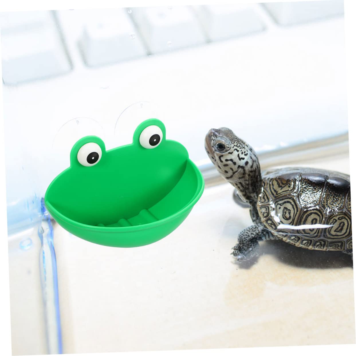 INOOMP 6pezzi Terrarium Cup Rest Platform Per Rettili Habitat Decorativo Per Gechi e Luogo Accogliente e Multifunzionale Per