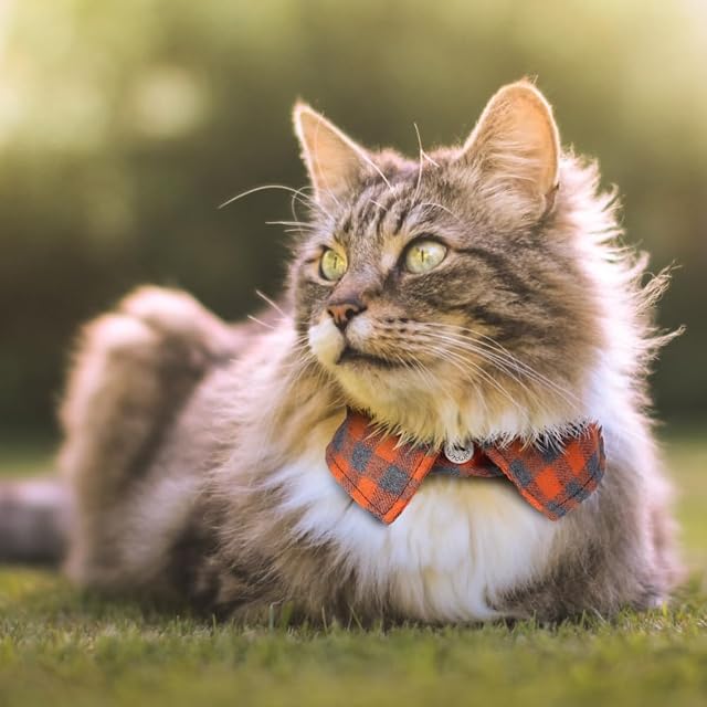 Foto 8 de 8 de 2 Pajaritas para Gatos, Diseño Clásico a Cuadros de Liberación Rápida