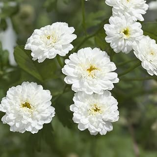 GROSEEDS - Perennial Flowers, Achillea - Ptarmica, Ballerina, FP-ACH-03, 450 Seeds Minimum Per Packet.