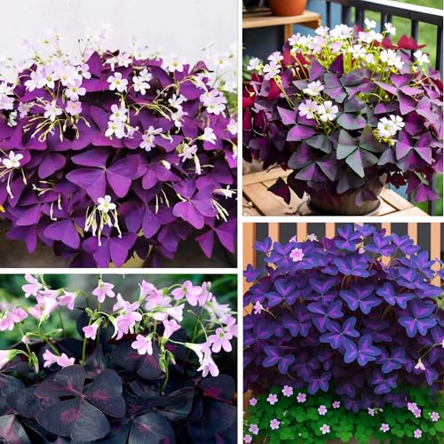 12+Oxalis Triangularis Flowers Seed for Planting...