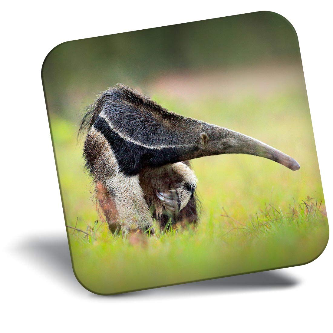 Destination Vinyl Ltd Fridge Magnet - Anteater Wild Animal Nature For Office, Cabinet And Whiteboard, Magnetic Stickers, 44107