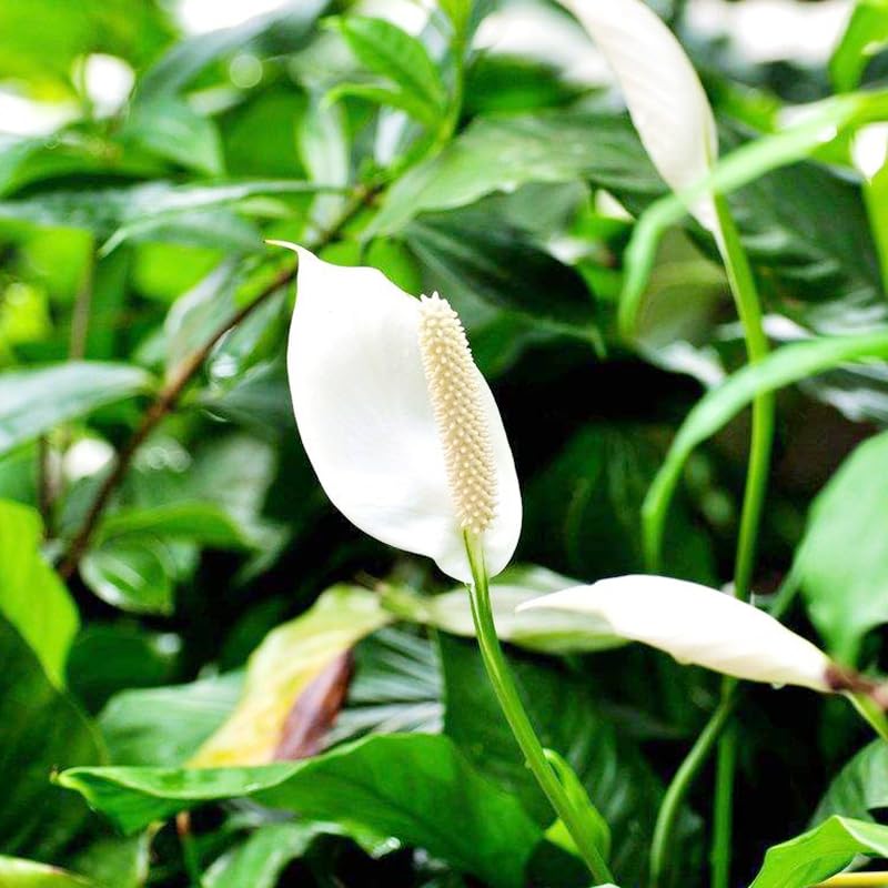 einblatt zimmerpflanze - zimmerpflanzen blumensaat kräutergarten gartenblumen blumensamen balkon pflanzendeko garten 55samen