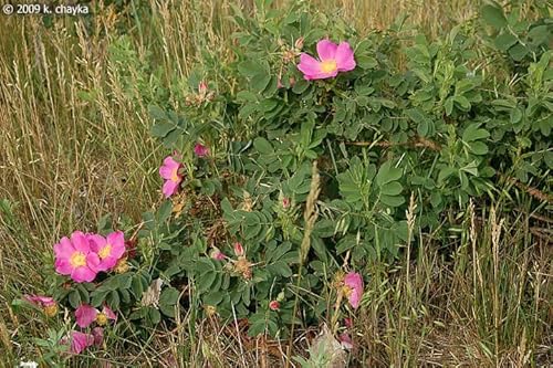 Nurture Nectar Wild Rose Seeds (Rosa Arkansana) - 100 Seeds. Easy To Grow Shrub With Gorgeous Pink Flowers With Fragrant Bloom. #TOP1
