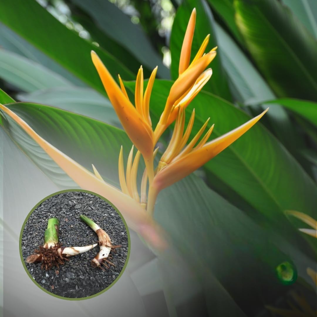 Heliconia Golden Torch plant bulbs positive energy and beautiful flowers giving Plant species. (pack of 3) (B0D5BXPR8C) Amazon Price History, Amazon Price Tracker