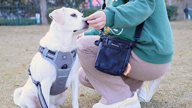 Borsa Addestramento Cani 2-in-1 Con Sacchetto In Silicone - Multifunzionale, Regolabile, Per Snack E Accessori - Foto 3