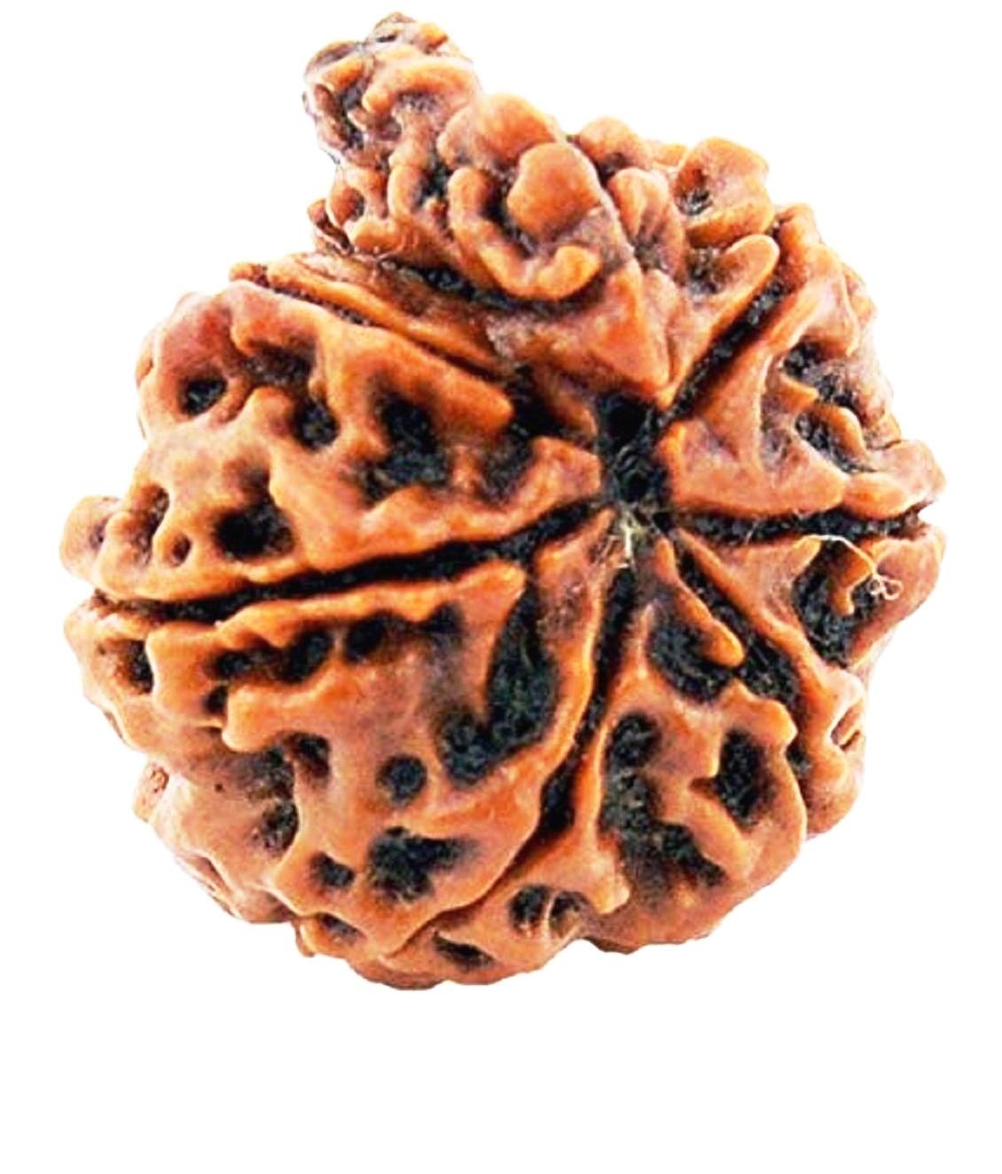 Original & Natural 7 Mukhi | Seven Face Ganesh Rudraksha Bead (Lab Certified) (01 Pc)-image-7