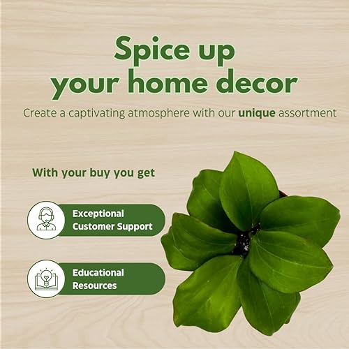 Miniatura 7 de BubbleBlooms Hoya Quinquenervia 4 pulgadas