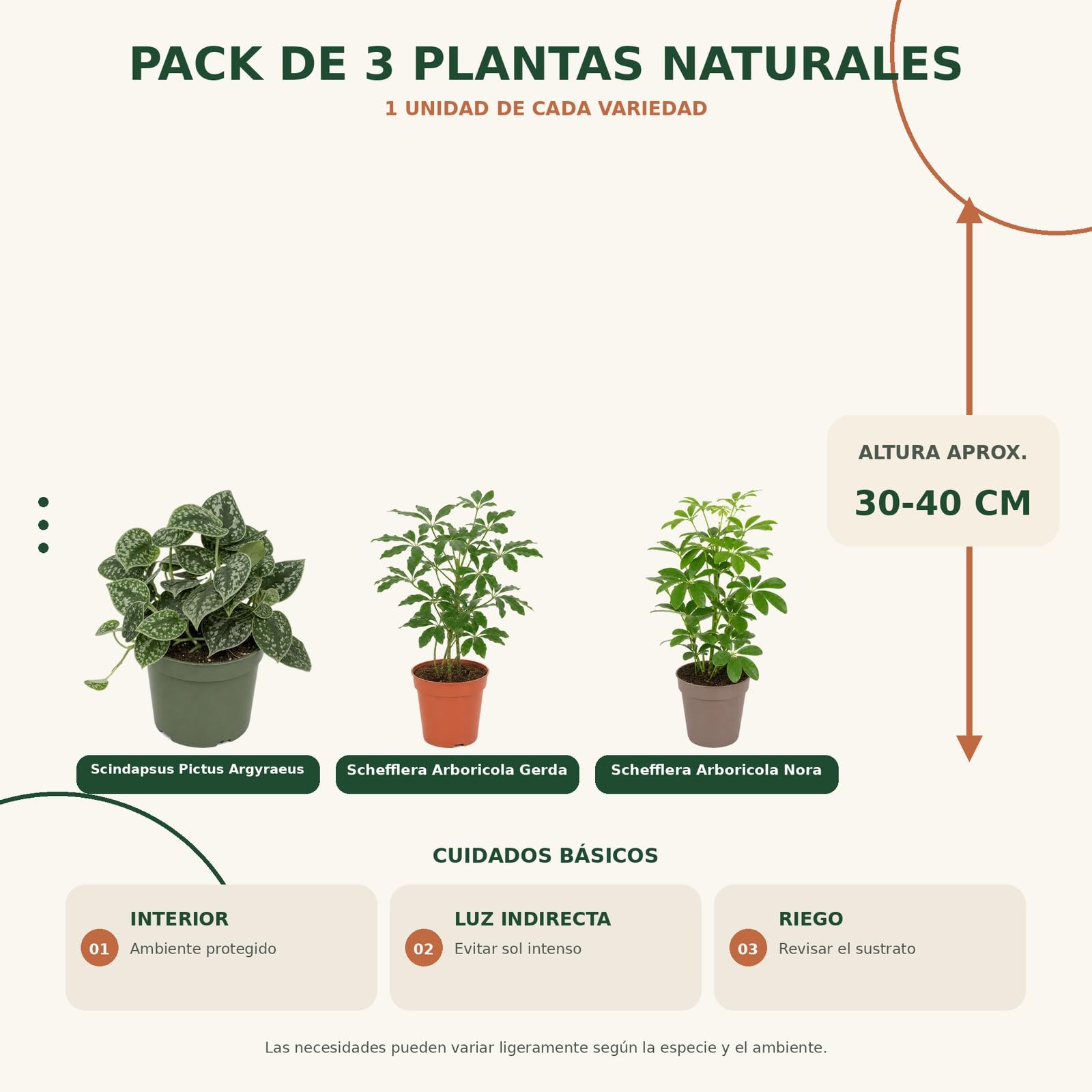 3 Plantas Naturales para Aficionados a las Plantas DECOALIVE