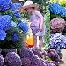 Rosepoem Hermosas semillas de hortensias La siembra es simple Flores románticas para...