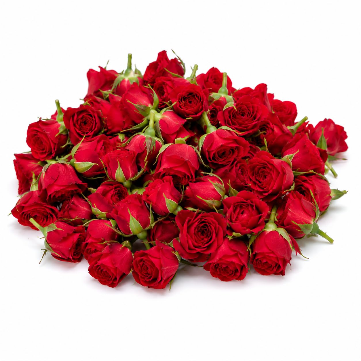 Fresh Red Mini Roses Bunch, Natural Cut Flower Buds | Vibrant Red Blooms, Mini Rose Variety, Fresh Cut Flowers, Floral Arrangement, Wedding & Decor-image-16