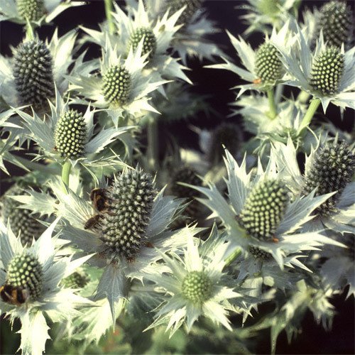 Eryngium Giganteum 'Miss Wilmott's Ghost' Seeds (Annual/Perennial Flower Seeds)
