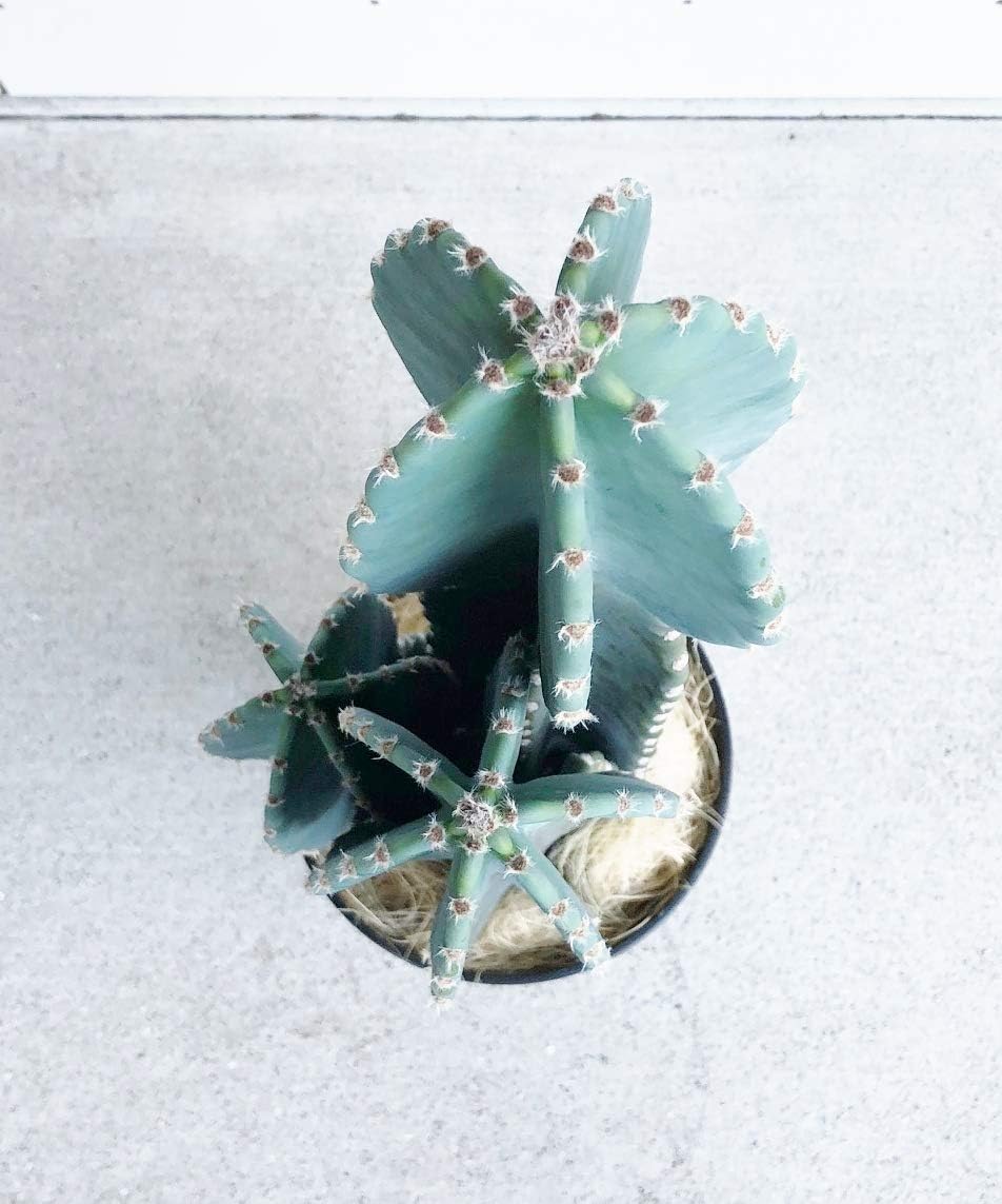 Amazon Co Jp 柱サボテン ブルー 8号 指宿産直 ペット用品