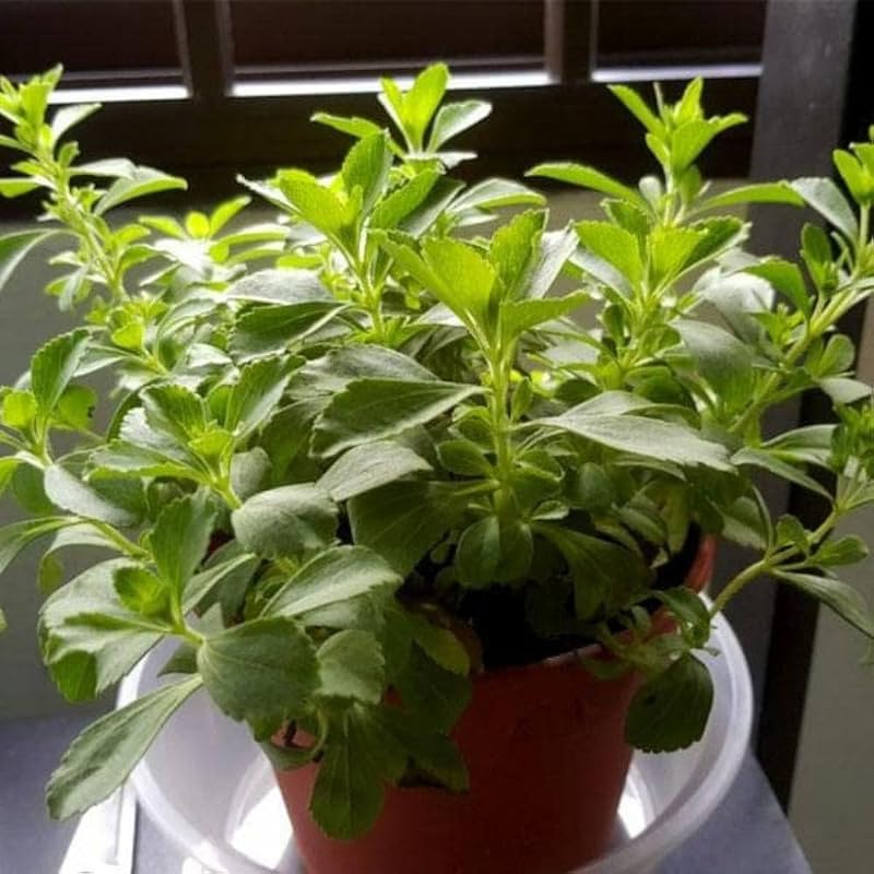 Outdoor Italian sweet basil live plant Pack of 1 (B0DB5NJ8CC) Amazon Price History, Amazon Price Tracker