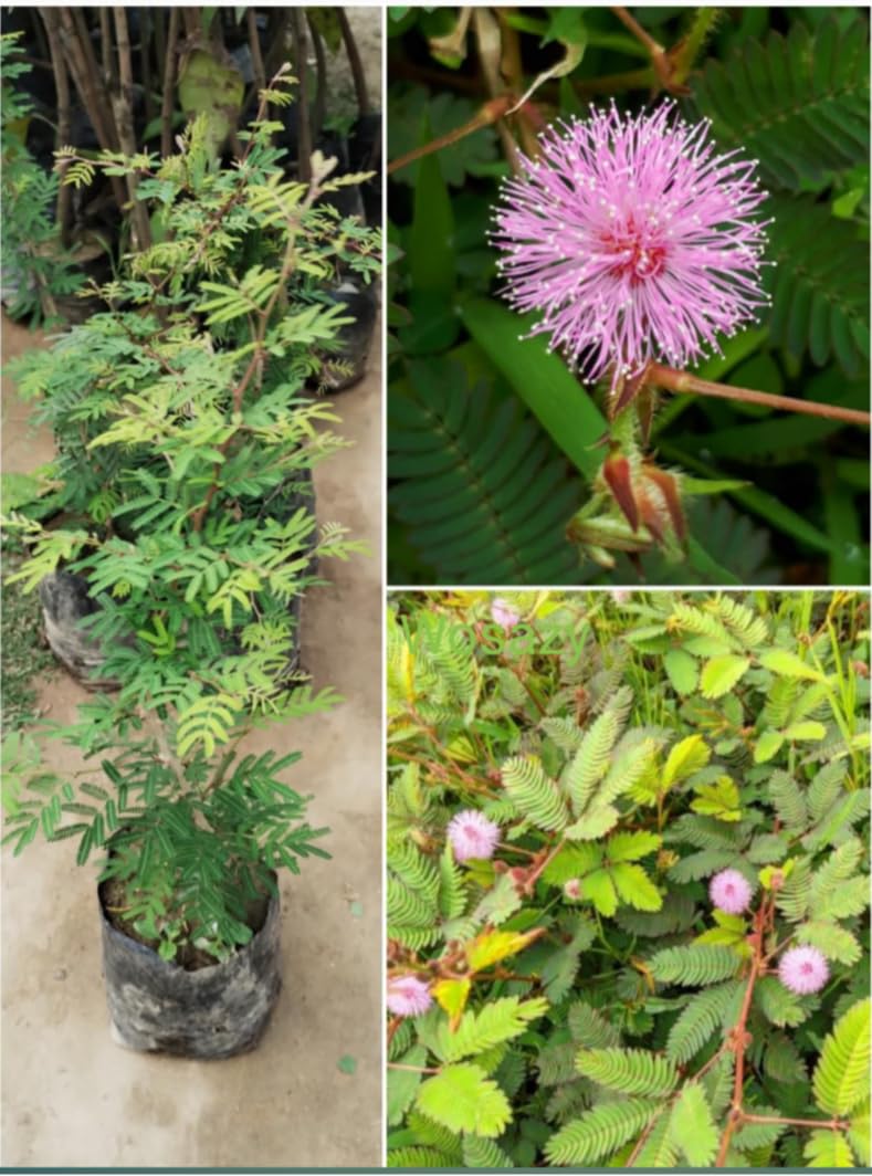 Shami Plant/Khejri Holy Plant - Good Luck Plant For Home - Maram/Banni/Jammi Tree .Plant Hight 2 Feet (B0D6K2VGWK) Amazon Price History, Amazon Price Tracker