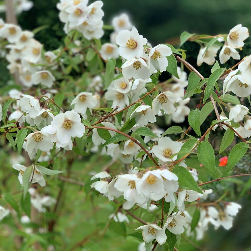Philadelphus ‘Fragrant Falls’ – Intensely Fragrant Mock Orange Shrub – White Bell-Shaped Flowers – Hardy, Low-Maintenance Garden Plant 9cm Pot x1 by Thompson & Morgan