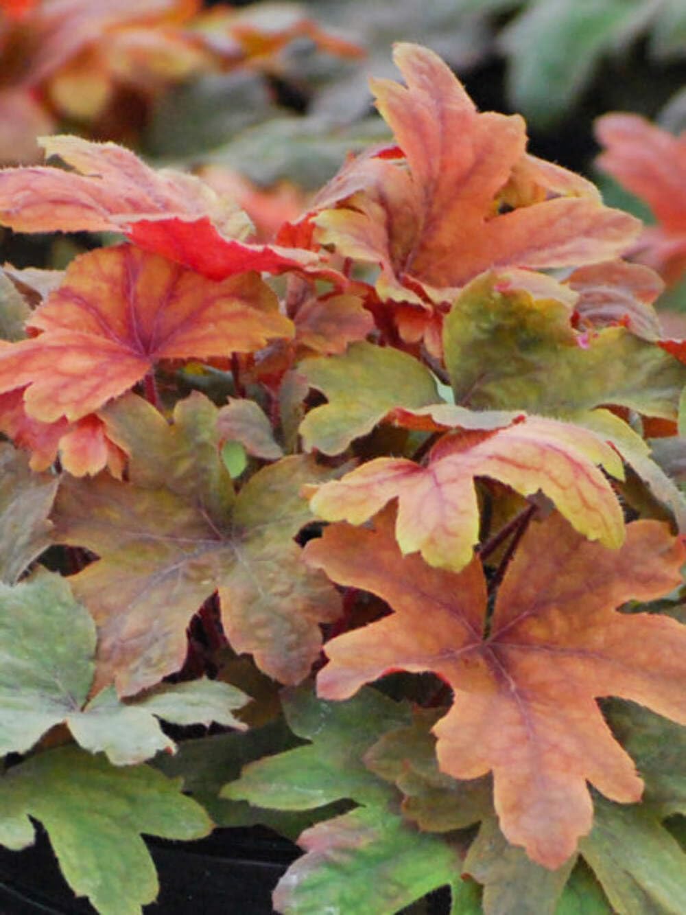 Perennial Farm Marketplace Heucherella Sweet Tea