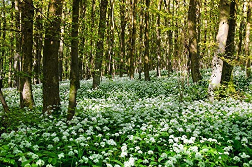 Ail des ours sauvage bio Kamelur 500g herbe aromatique séchée