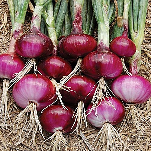 Image of Aero Seeds Red Onion 200 Seeds