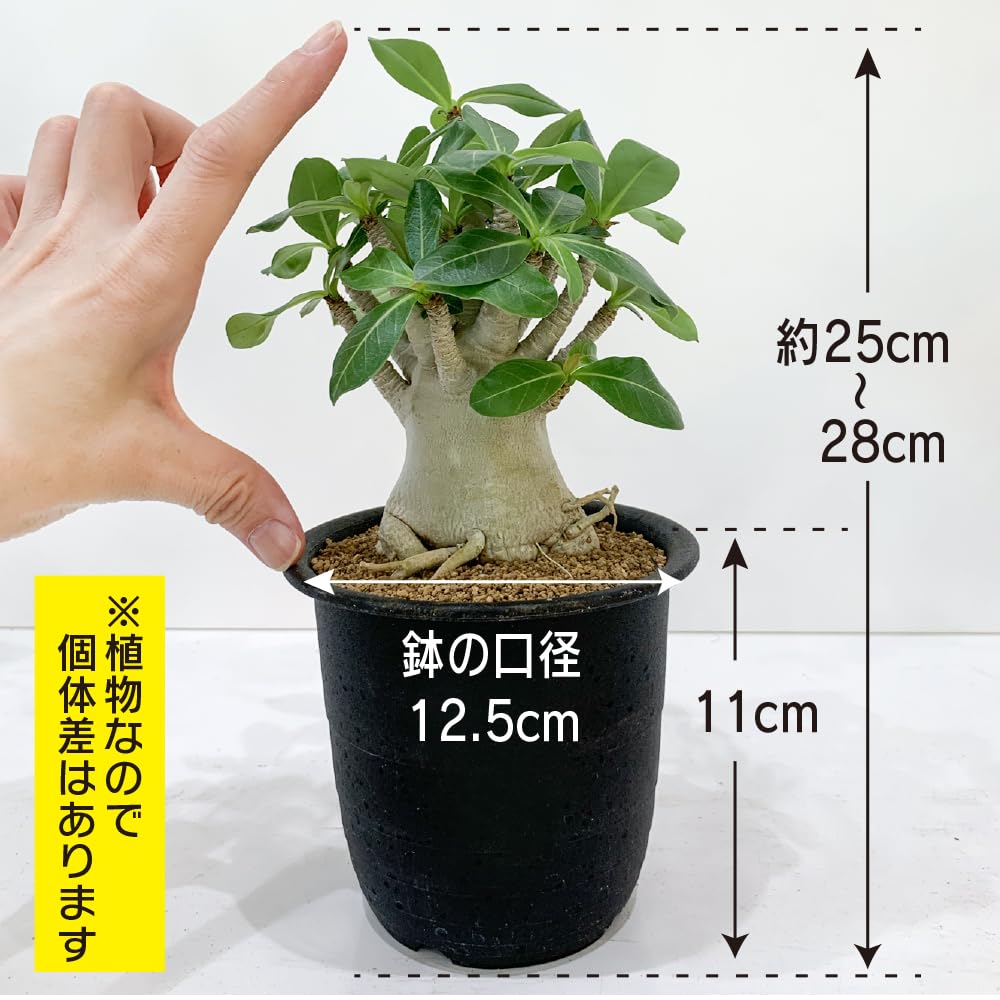 Amazon｜アデニウム アラビカム 4号 砂漠のバラ 塊根植物 コーデックス