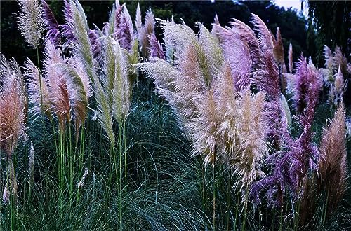 Garden Plant Seed Flower Seed Mix Colors Pampas Grass Cortaderia 1000 Seeds Garden Plants Decorative DIY Pampas Grass Seeds