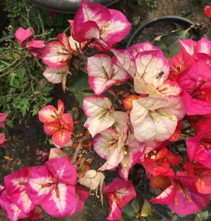 BISWAS PLANTS MARKET Bougainville Flower live(1.5/2fit) plant, home garden indoor outdoor attractive flower plant (B0DF365H2B) Amazon Price History, Amazon Price Tracker