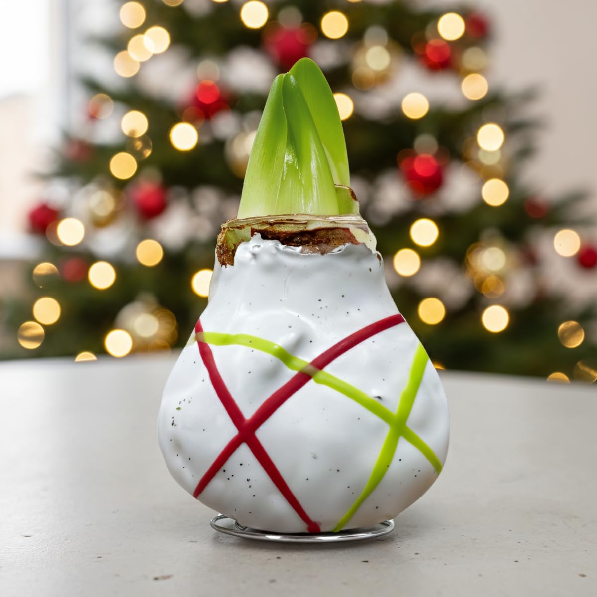 Amaryllis Bulbe en cire Striped White - 2 pièces