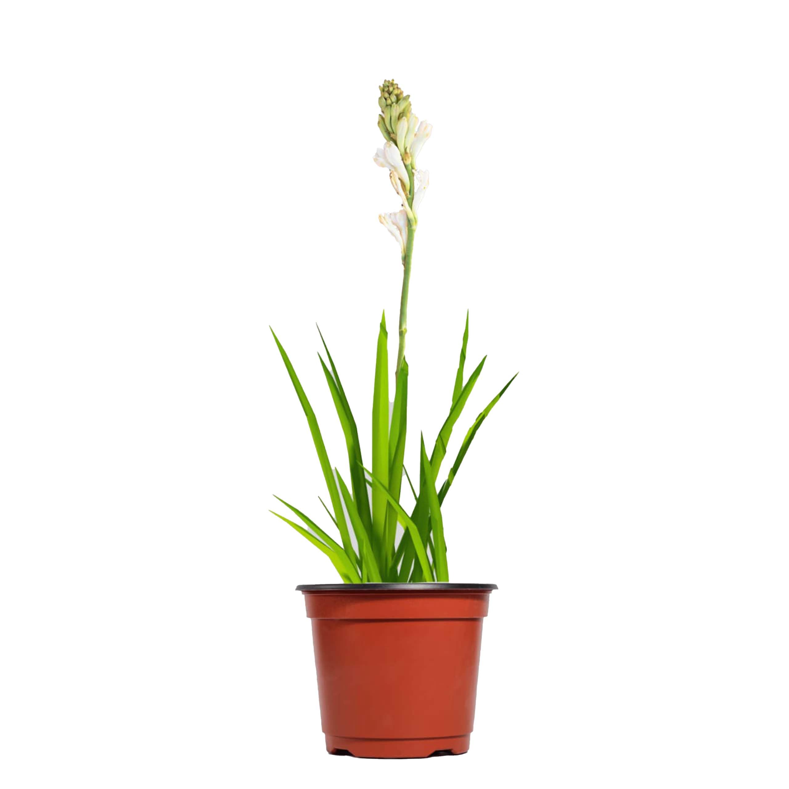 Kushplant live fragrance Rajnigandha, Tuberose Plant flowering plant spreads positive vibes with fresh air plant with pot (B0D49XVHHJ) Amazon Price History, Amazon Price Tracker