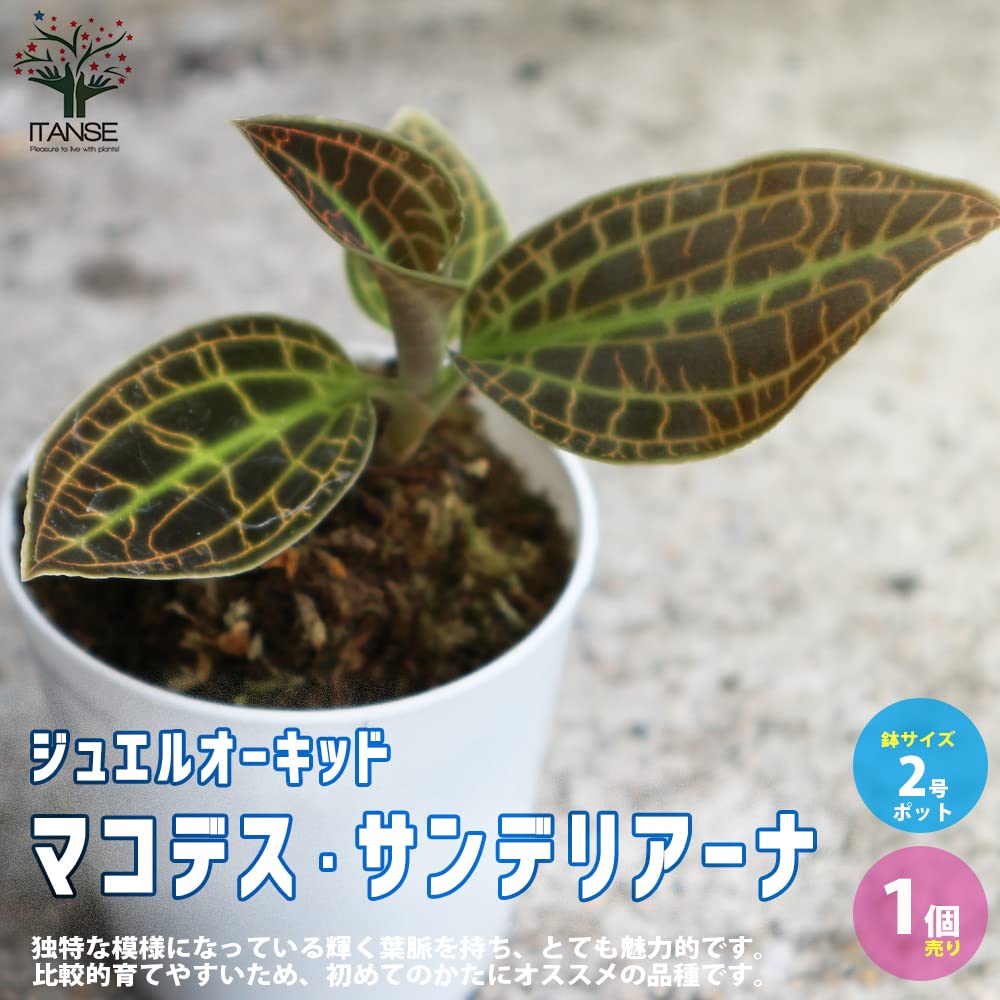 Amazon.co.jp: Macodes Sanderiana (Jewel Orchid) Small No. 2