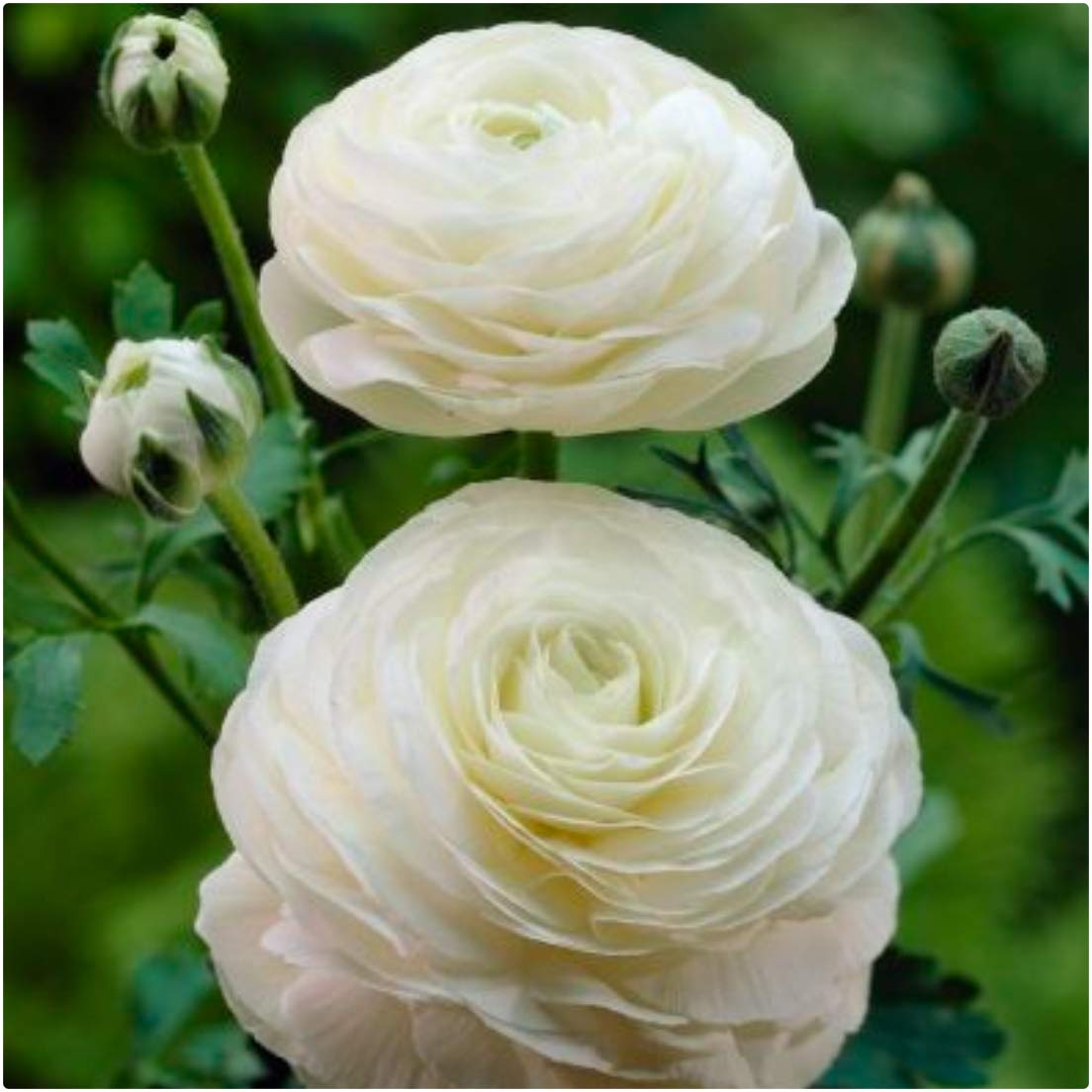 Ranunculus White (Persian Buttercup) X 25 Spring Flowering Bulbs/Corms by Growtanical®