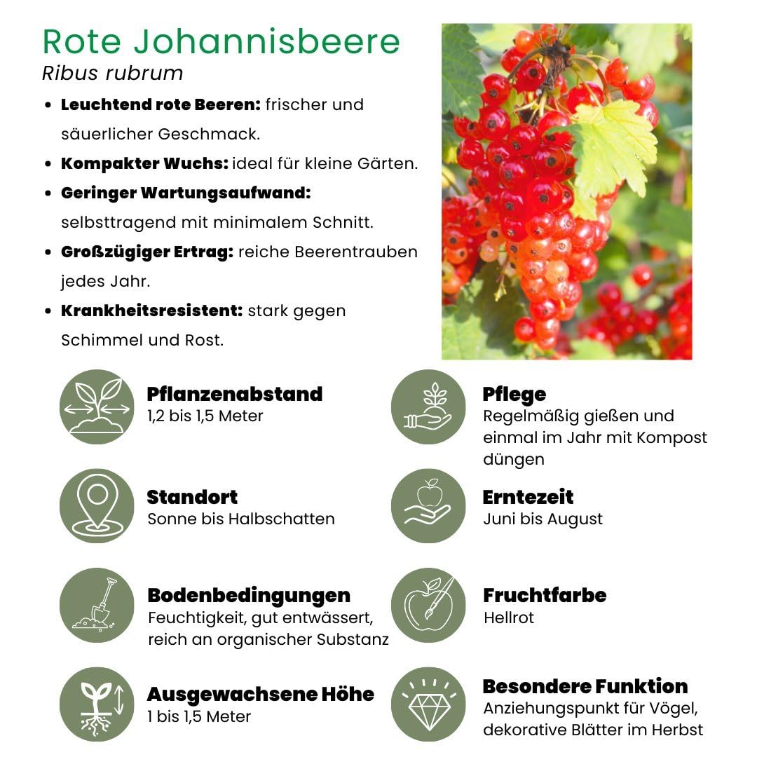 Plants by Frank | "Raj owocowy" ekologiczny zestaw roślin owocowych, 4 różne odmiany, w 100% ekologicznie uprawiane, ogród owocowy, rośliny ogrodowe