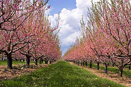 Red Gold Nectarine - Live Fruit Tree Shipped 3 Feet Tall By Das Farms (No California) #TOP1