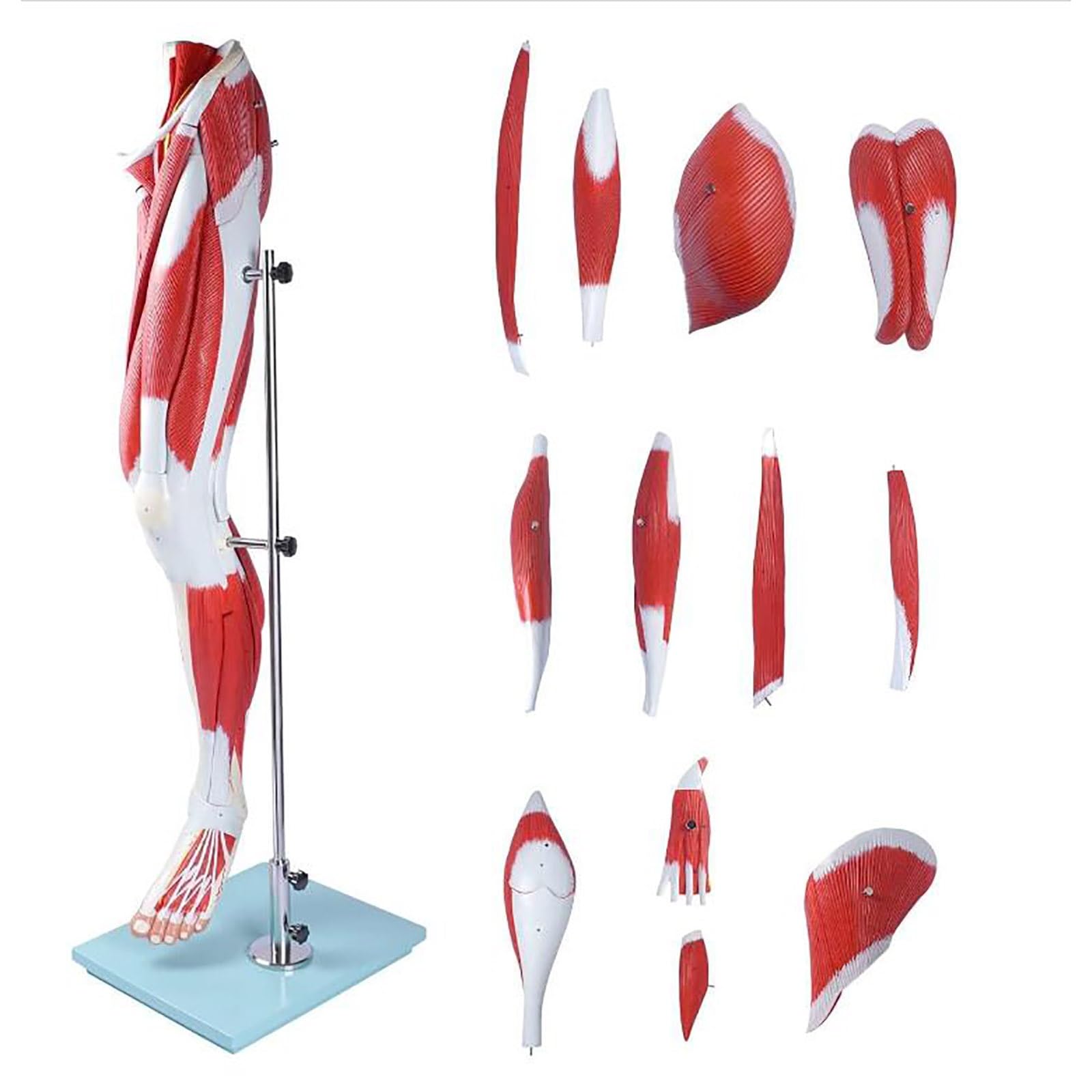 RAYACO Muscles of The Human Leg,Medical Anatomical Muscular Leg Model 13 Parts Life Size Human Anatomy Model Leg Muscle Model for Study Display Teaching Medical Model