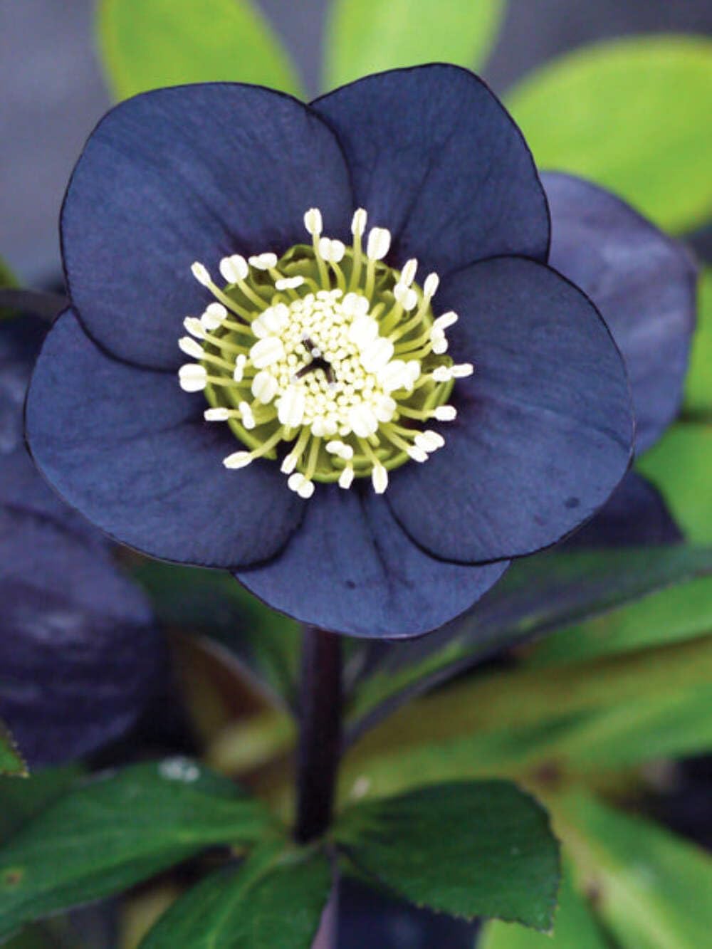 Perennial Farm Marketplace Helleborus x Hybridus Winter Jewels® ‘Rose Quartz’ (Lenten Rose) – Live Plant, Size-Quart, Spring Blooming, Shade-Loving, Deer Resistant