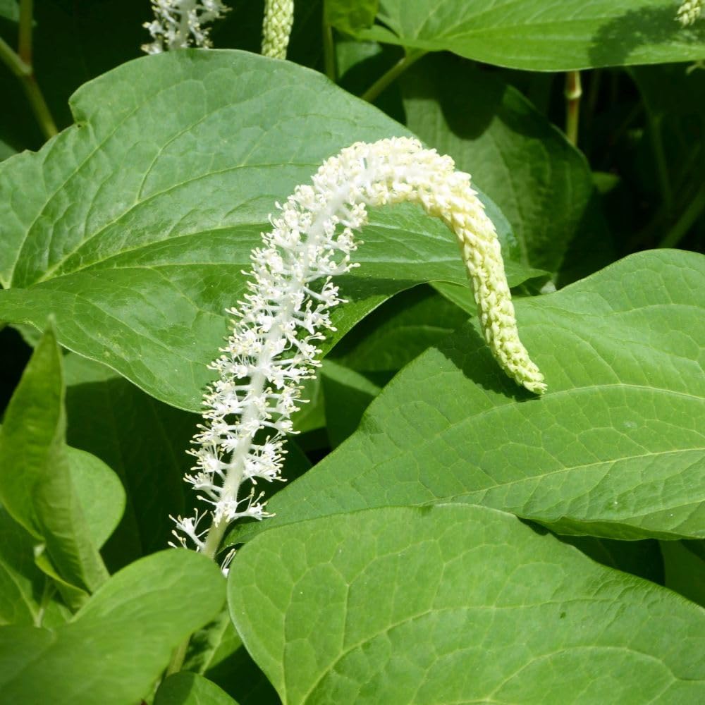 Saururus Cernuus Lizard’s Tail Hardy Marginal Aquatic Bog Garden Plant White Summer Flower Spikes Fragrant Foliage Ideal Pond Edging 3X 9cm pots by Thompson and Morgan