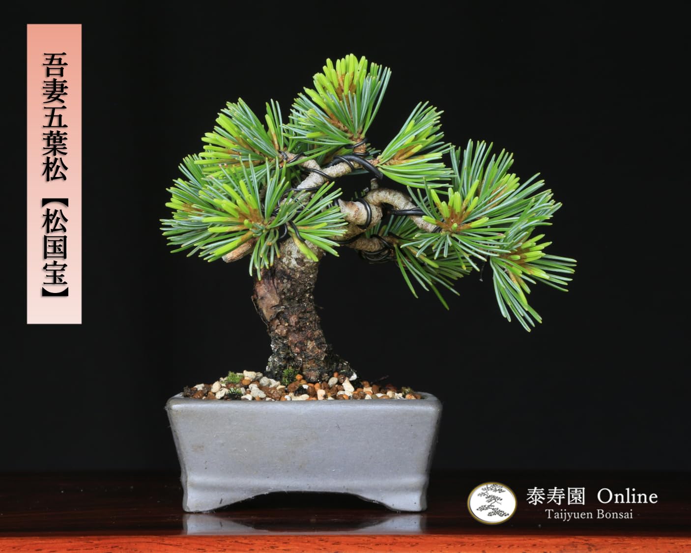 Amazon.co.jp: 吾妻五葉松【松国宝】ショウコクホウ 【泰寿園 Online