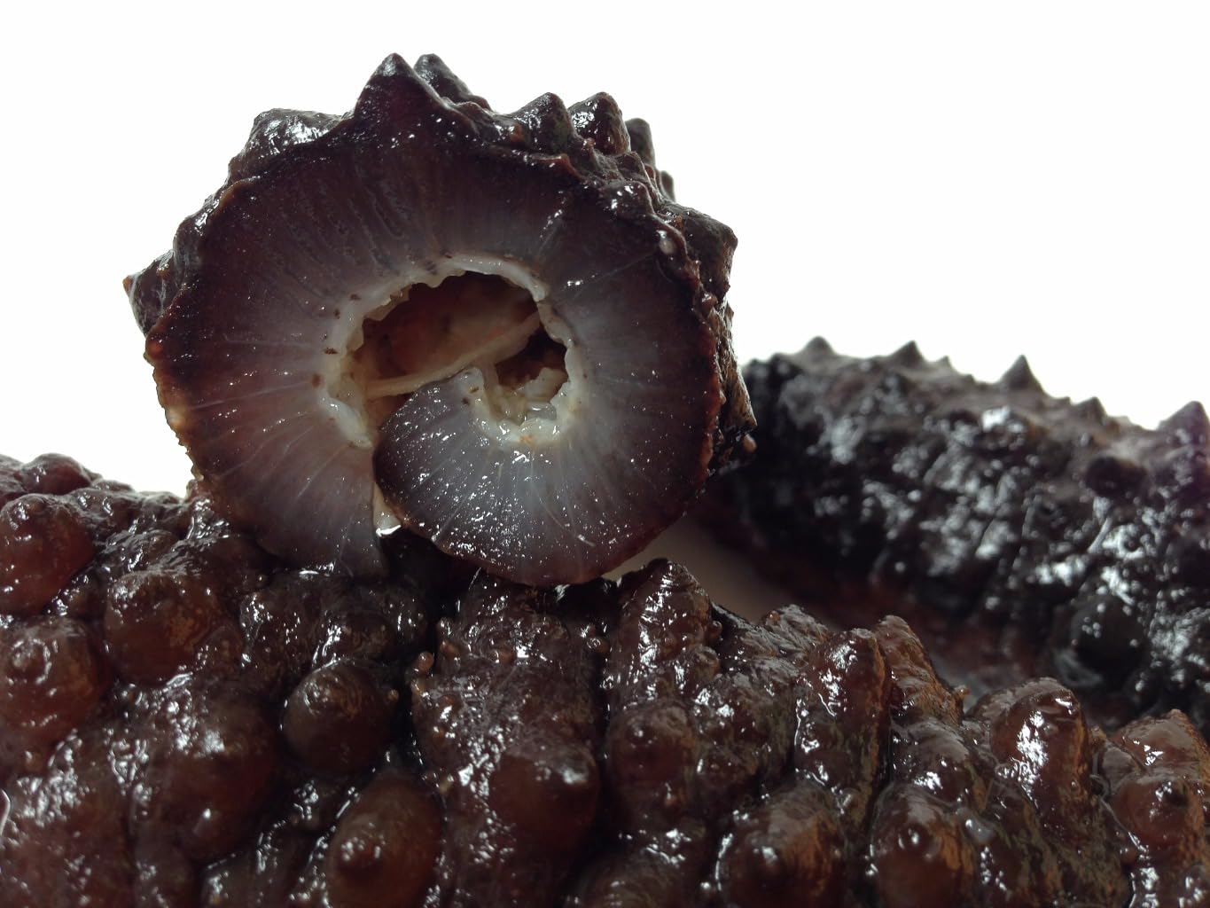 DABC OAK LAND Dried Sea Cucumber Wild Caught, 40-50pcs 5-6 Years Sun Dried Atlantic Black Pin Supplement All Natural Nutritious, Medium 8oz/box