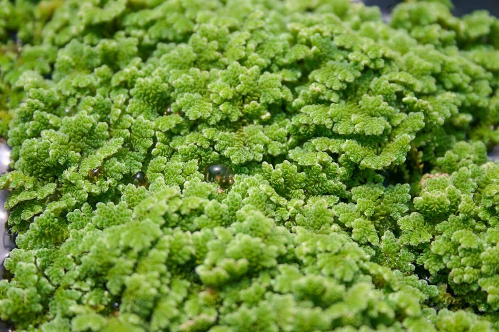 See full amazon price history chart for OhhSome Azollas Caroliniana, Asola,(Carolina Mosquitofern) 250 Live Plant For Aquarium Fish Pond (Healthy Live Plant) OhhSome Azollas Caroliniana, Asola,(Carolina Mosquitofern) 250 Live Plant For Aquarium Fish Pond (Healthy Live Plant) (B09SDCVY2J) Amazon Price History, Amazon Price Tracker