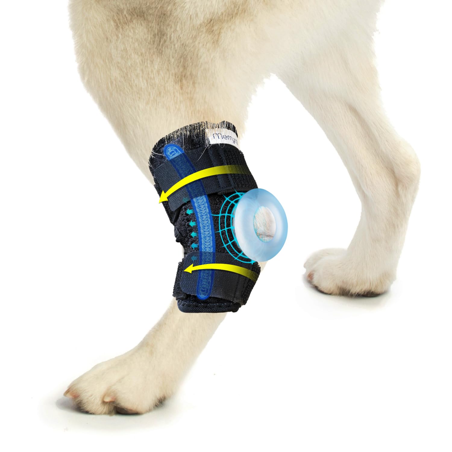 Attelle de jambe pour chien contre blessures du jarret arrière