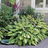 Hosta Perenial Mixed Bare Root Plans 9 Pack
